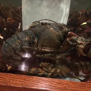 Large Lobster