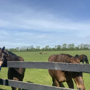 Horses at the amazing Mereworth Farm (retirement farm for horses)