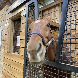 Mare at KatieRich Farm