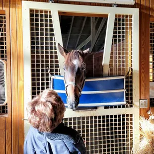 My wife gets to know one of the horses.