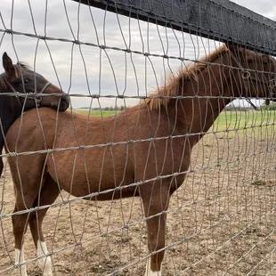 Foals at Dormoland Farm