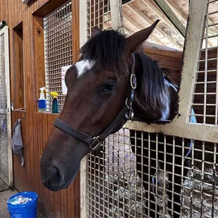 One of the sweetest horses that gave me a kiss.