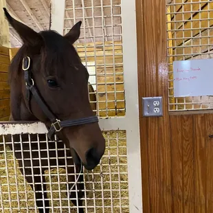 American Pharoah's yearling