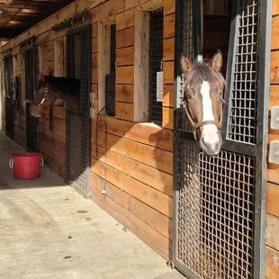 One of the elaborate stables you visit.