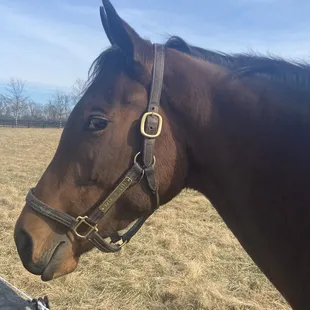 A beauty to watch during the next racing season.