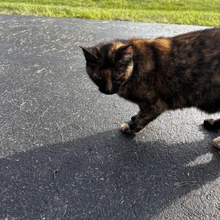 The sweetest cat that came up to say hi to us.