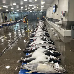a long line of dead fish