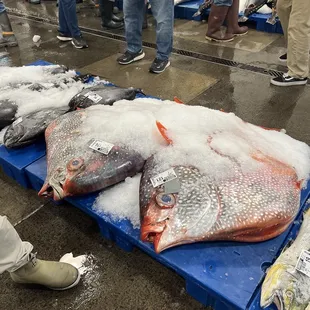 a group of fish on a table
