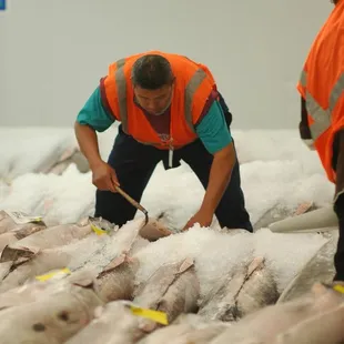 Worker packing the swordfish with ice.