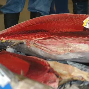 A 150+ lb Ahi cut open to expose the toro.  The yellow membrane suggests it&apos;s a few days old.
