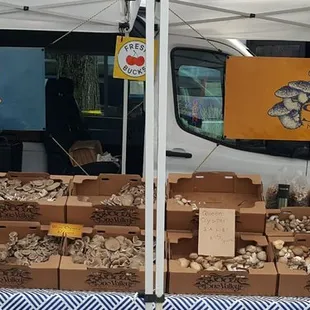 Variety of purveyors, including this stall featuring mushrooms (2/27/21)