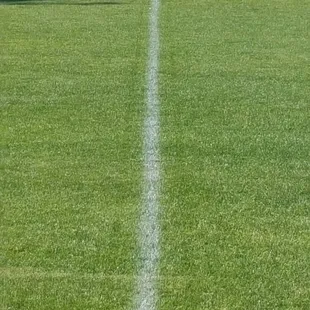 Beautiful real grass