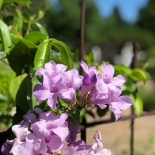 University of Minnesota Landscape Arboretum