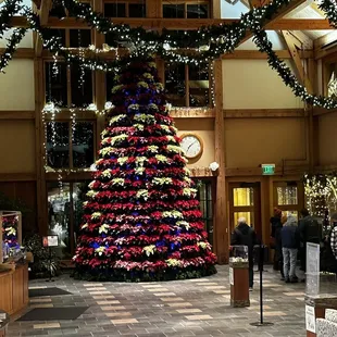 Traditional poinsettia Christmas tree at the Arb! Must see!!!