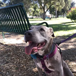 Dogs allowed on leash