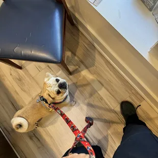 My pug getting his vaccinations