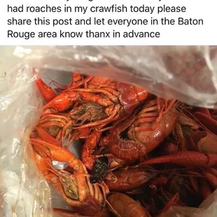This photo shows the roach that was found in their crawfish while eating. There were multiple roaches boiled in the crawfish.