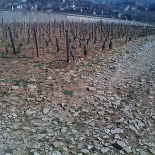 Vineyard about the village of Meursault. You can see the limestone rocks and the slope.