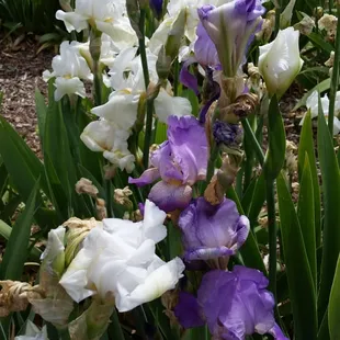 Love the blend of purple with white