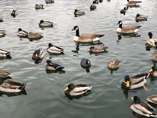 The Duck Pond @ Tingley Beach