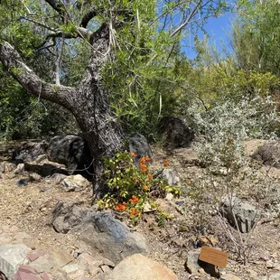 Arizona-Sonoma Dessert Museum