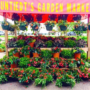 a display of flowers