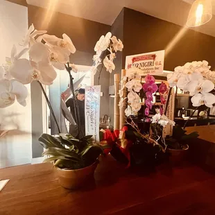 Orchids at the bar / sushi bar