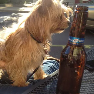 Roxy loves her domestic lite beer!