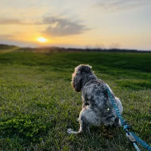 My doggy watching the sunset while keeping it busy! Hey siri can you stop stop stop