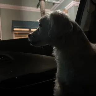 Pizza to go please... but hold the styrofoam