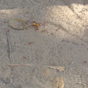 Ants fighting over something