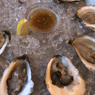 Oysters