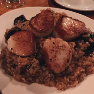 Scallop of the day special