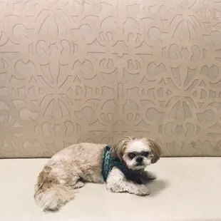 Mocha Coconut patiently waiting for ice cream