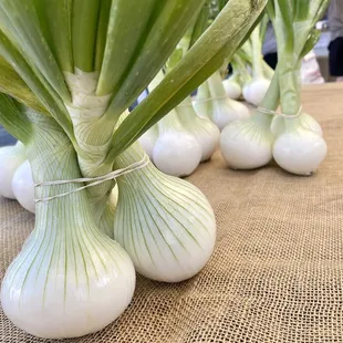 Giant onions