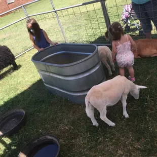 two little girls feeding sheep