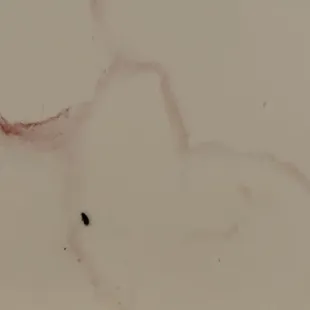 blood stains and a cockroach