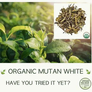 My Organic Mutan White is a white tea from the Fujian Province in China. It has a delicate flowery taste and steeps to a light gold color.
