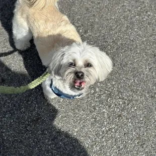 Loki wishes they had dog watering hole stations.   That would be a nice touch.