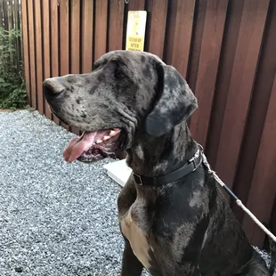 a dog sitting in front of a fence