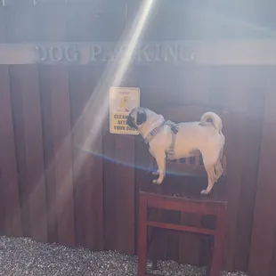DOG PARKING!!!!!