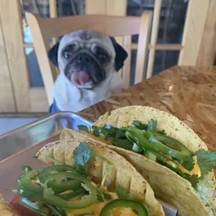 Chai looking at my tacos!