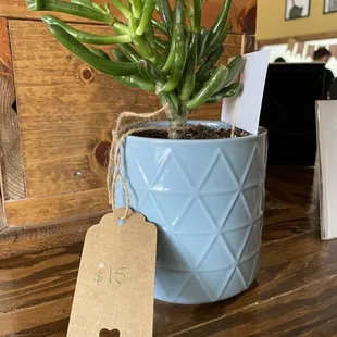 Cute plants available