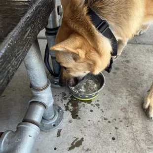 Pet friendly patio - provided a bowl and water