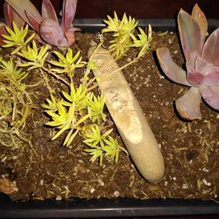 New succulent plants with a rock!