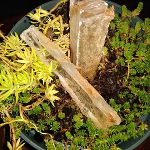 New succulents with crystals! #shoplocal