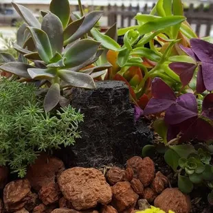 We carry a wide selection of seasonal plants. Everything from edible vegetable and herb starts to ornamental succulents and more.