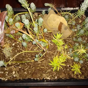 My adorable new succulent plants with rocks!