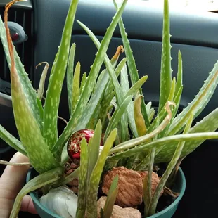 Found another plant that wanted to go home with me!