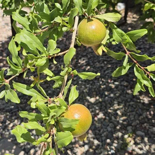 Tree outside growing fruit/vegetable